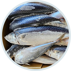 鯖魚